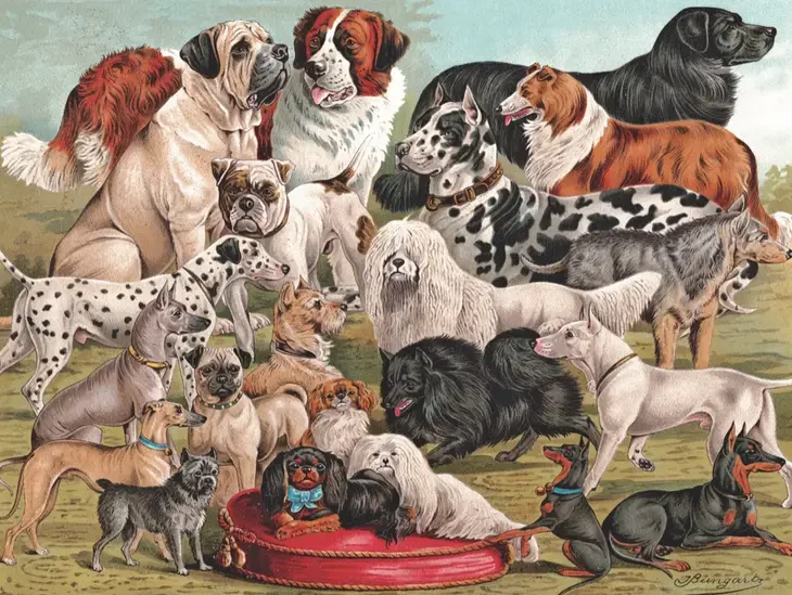 New York Puzzle Company: Dog Breeds - 1000 Piece Puzzle - Image 3
