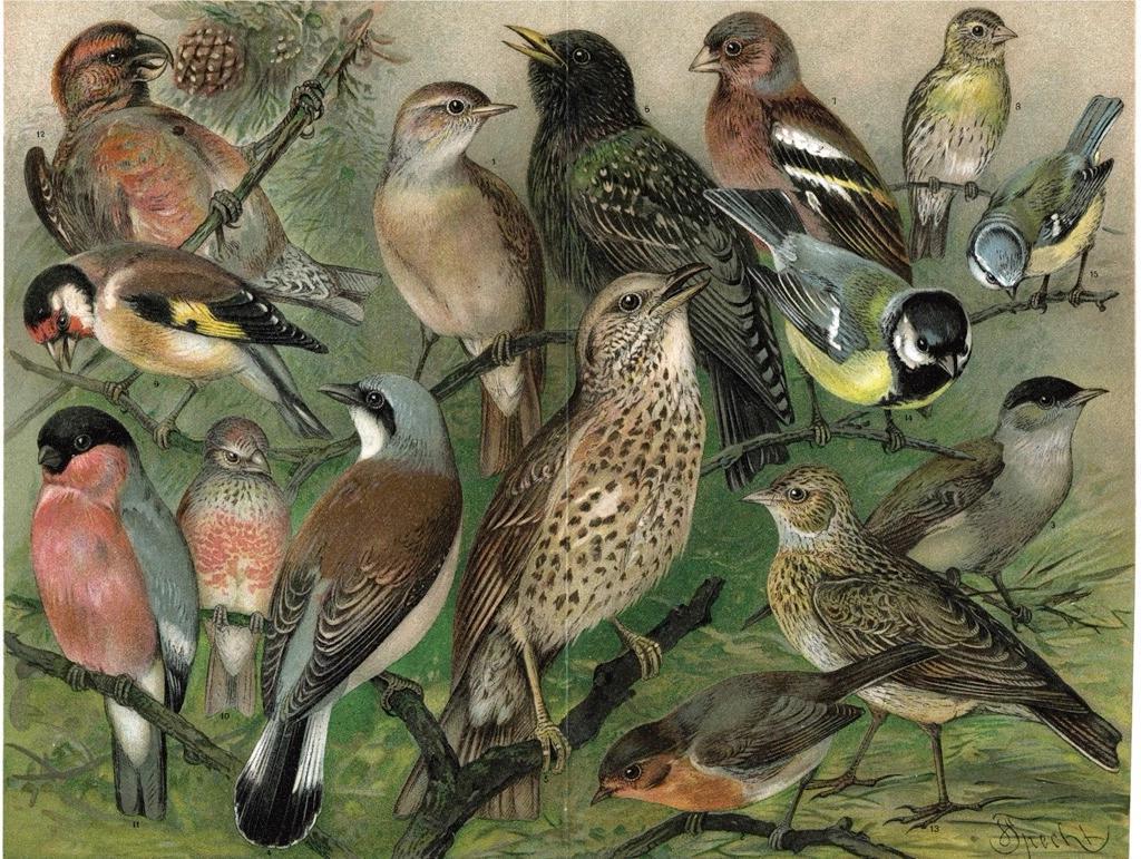 New York Puzzle Company: Songbirds  - 1000 Piece Puzzle - Image 3