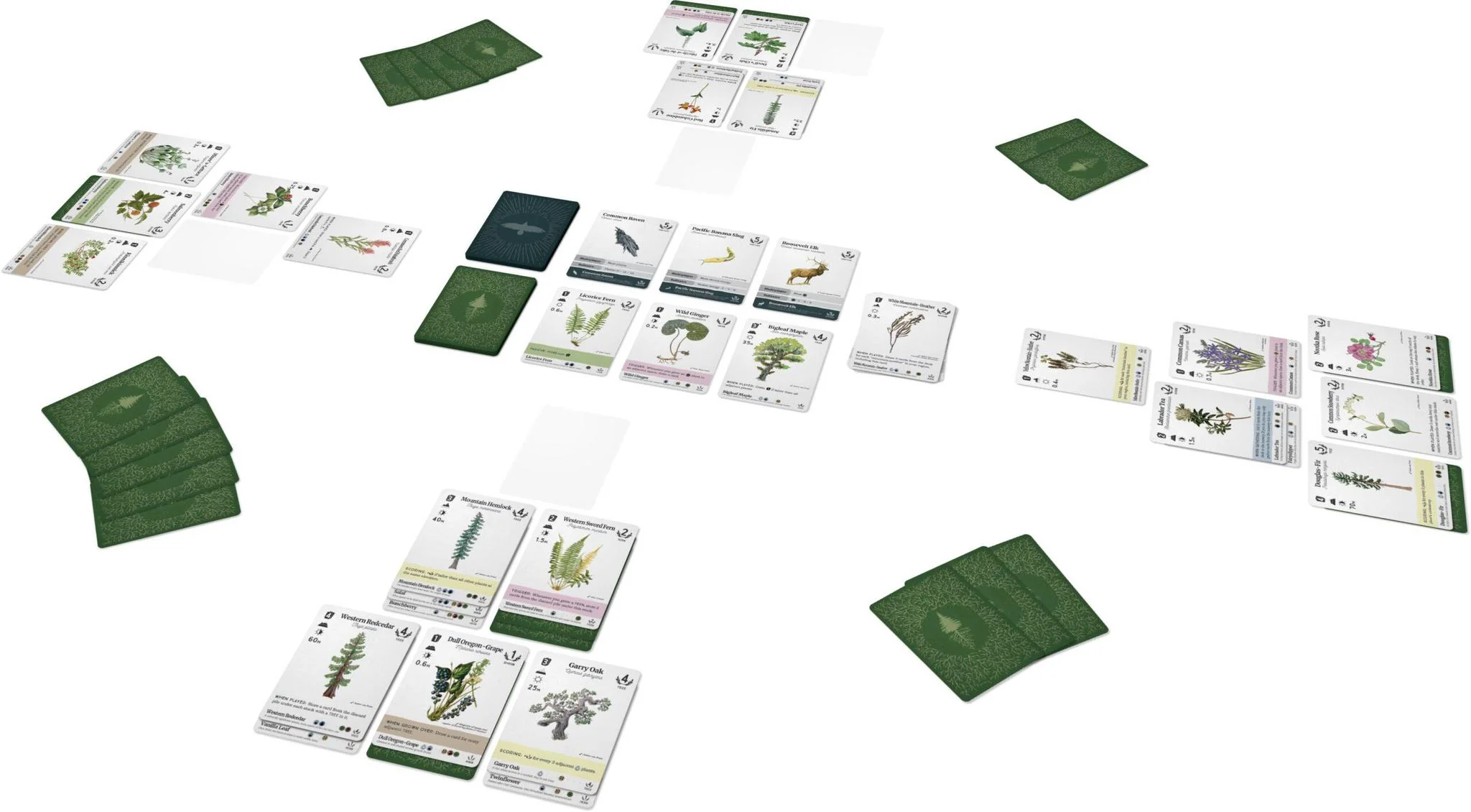 Reforest: Plants of the Pacific Northwest Coast - Image 11